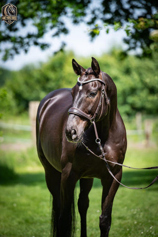 Bitless Bridle Anatomical with Exchangeable Pads and Crystal Browband – Cross Bridle & Sidepull Design