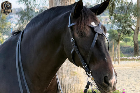 Fancy Horse Bridle – Handmade Leather Horse Bridle with a Stylish Design