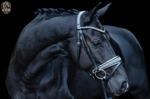 Bridle Diamond Dust Thoroughbred – Elegance That Shines Bright