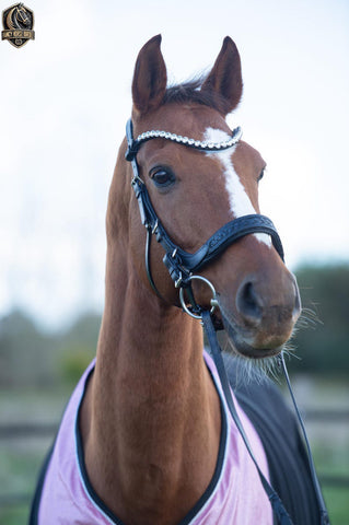 Braided Anatomical Bridle with Crystal Gold in Dark Brown – Bridle Midnight